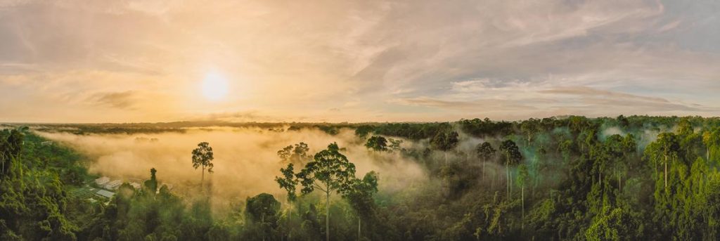 A serene and mist-covered tropical rainforest, representing the preservation efforts under the EU Deforestation-Free Regulation (EUDR).