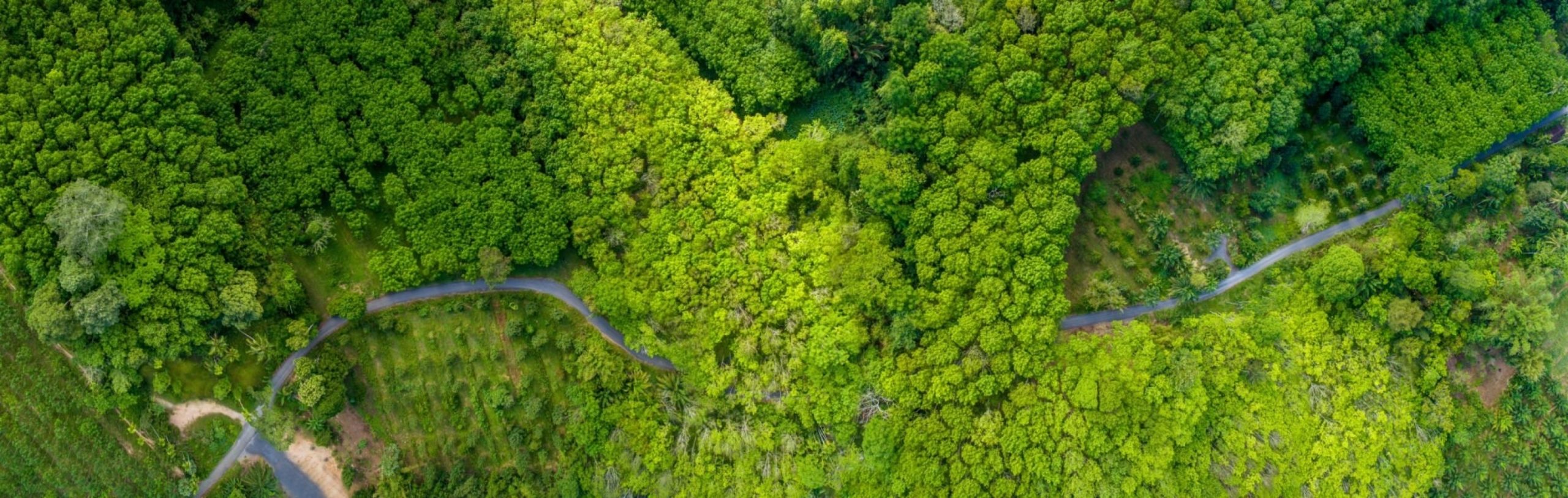 Aerial view of lush green leaves in a forest setting