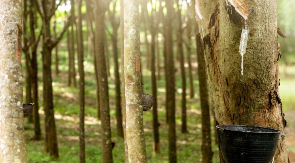Rubber tapping in a rubber tree garden. A person is collecting natural latex from a para rubber plant. The image shows the milky liquid or latex oozing from a wound on the tree bark, which is being collected in a small bucket.
