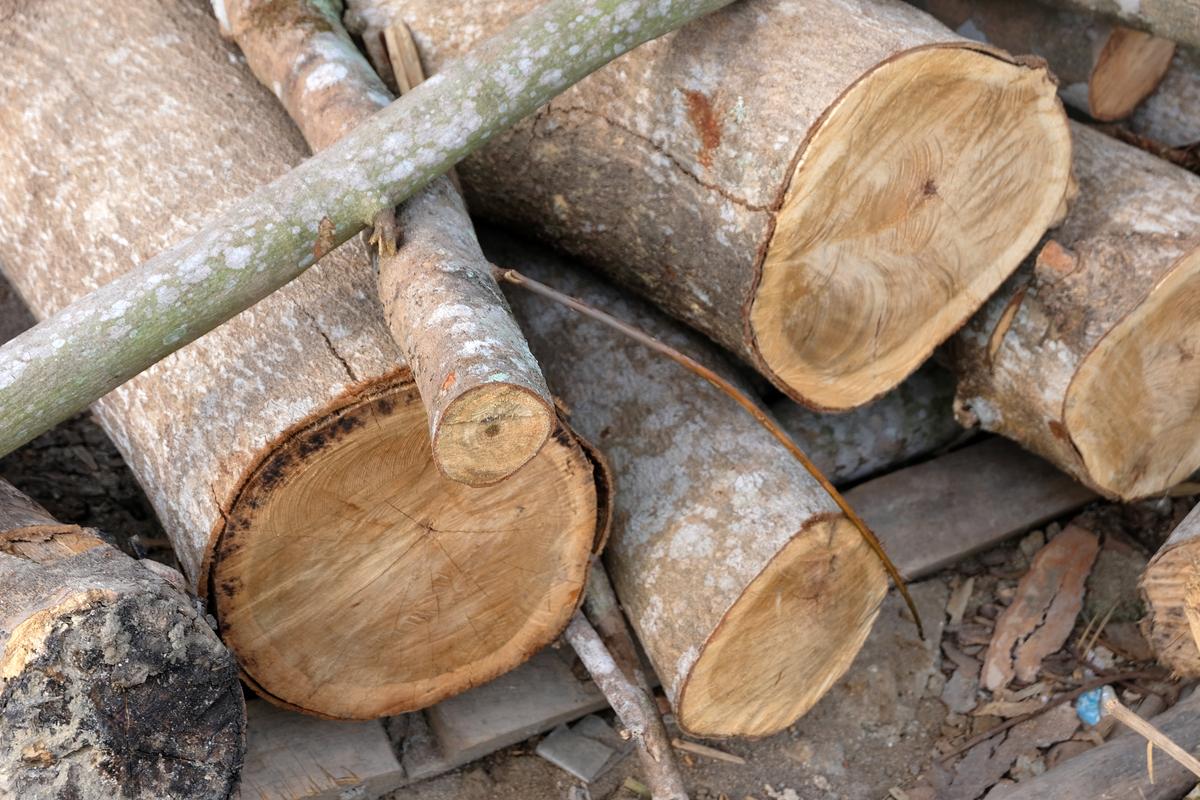 Rubber wood export business is a relatively bright business,The amount of rubber wood increased, It is a hardwood that can be processed easily and inexpensively.