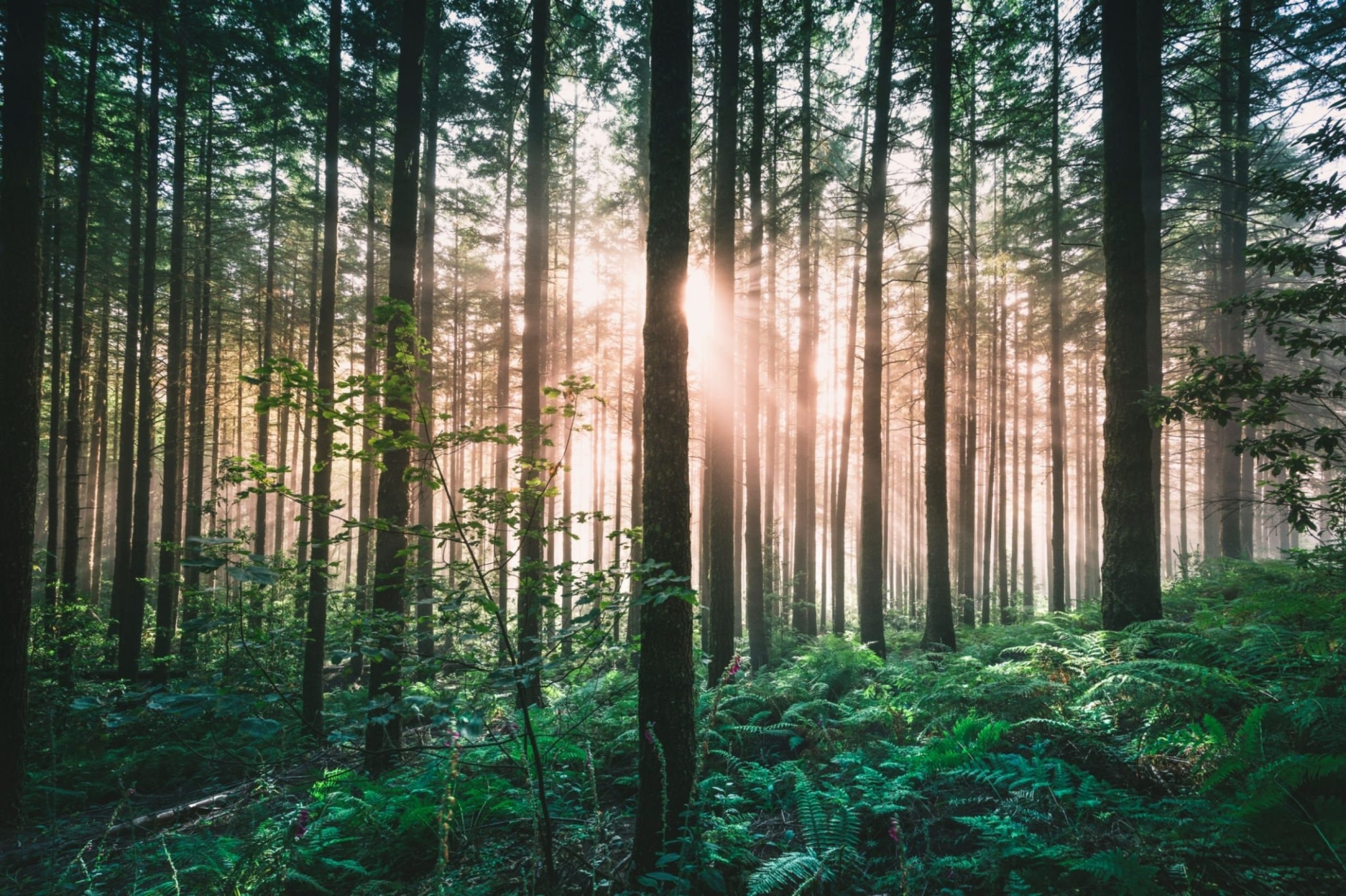 Pale light breaking through the fog in a forest
