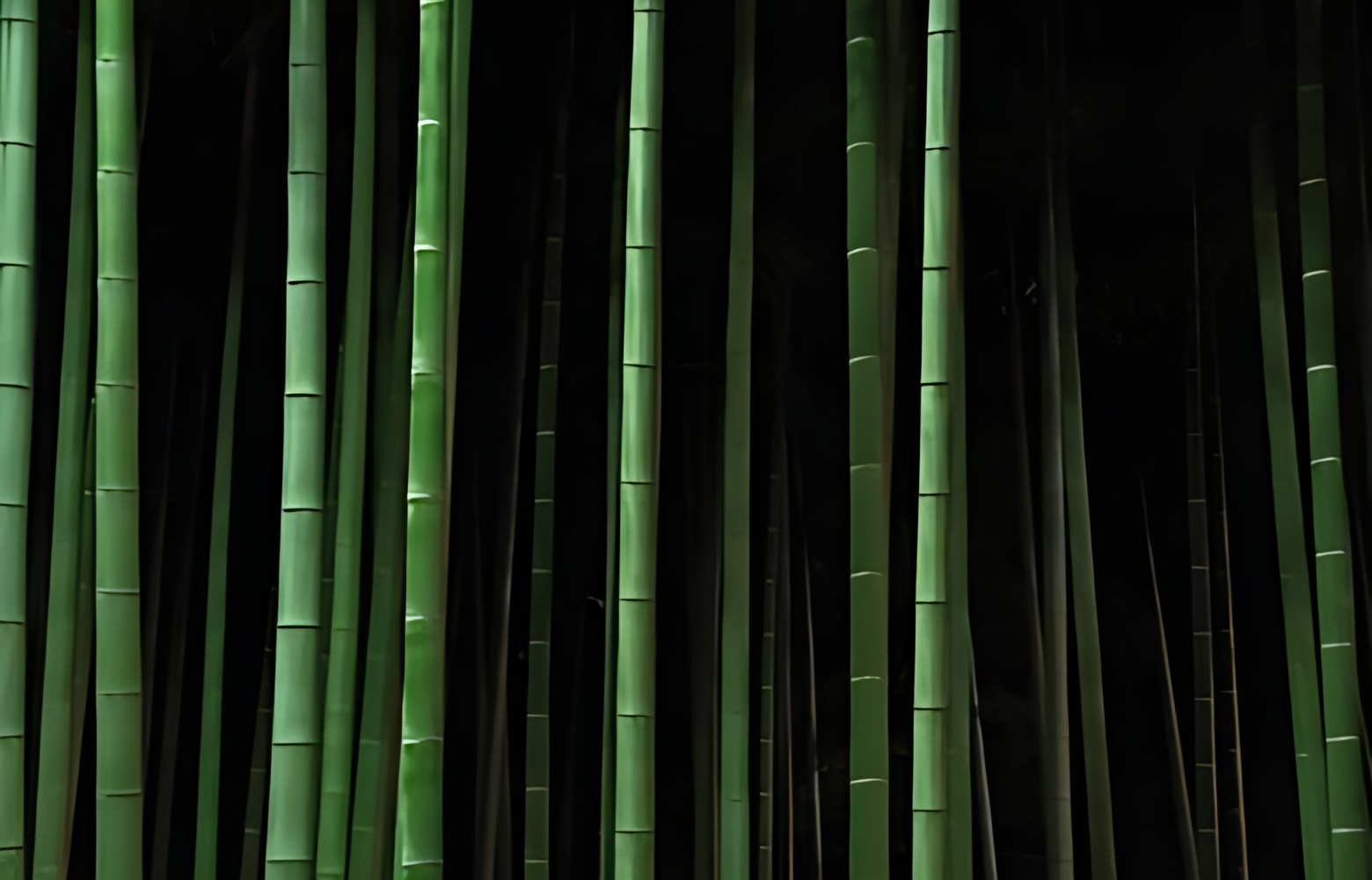 Bamboo trees growing in forest at night