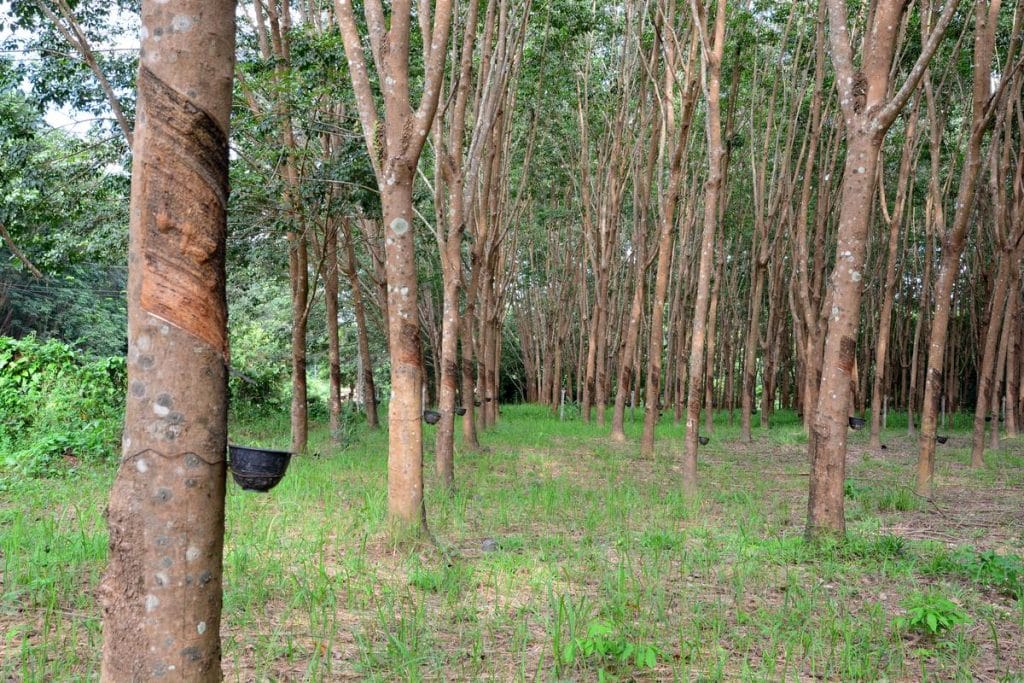 Rubberwood in Furniture Industry: Row of rubber trees in plantation, process of rubber tapping.
