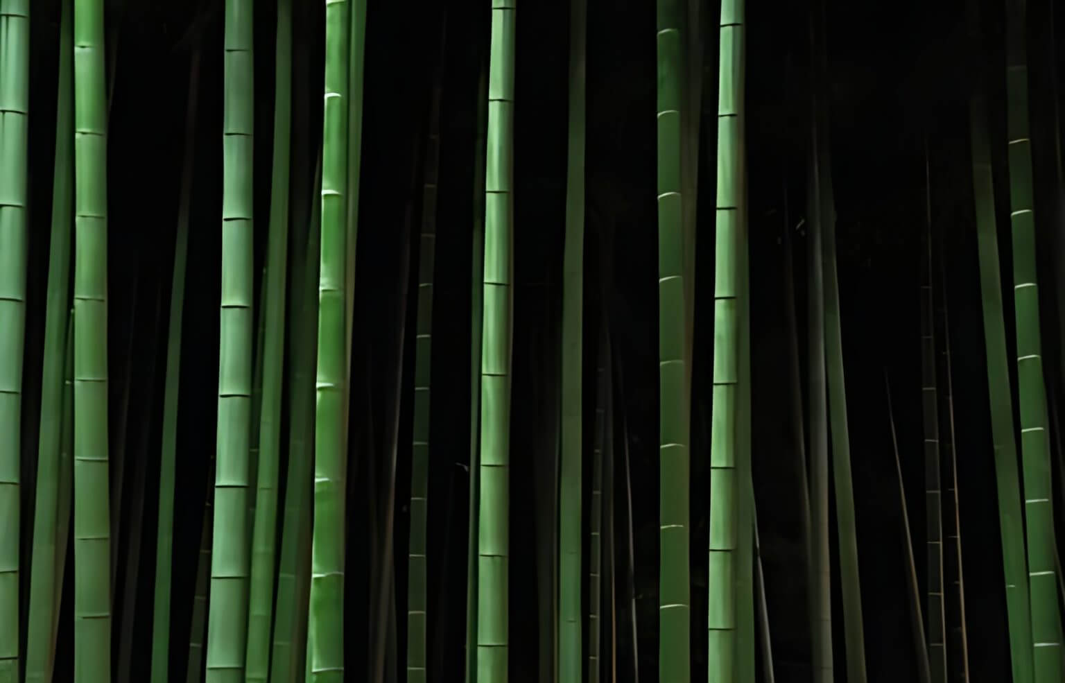 Bamboo trees growing in forest at night