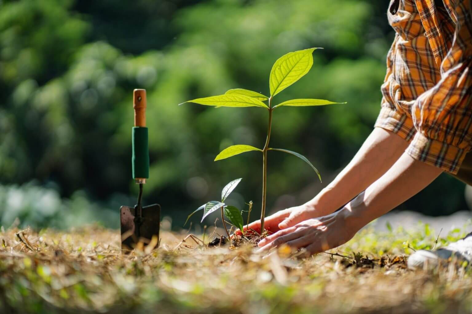 The image depicts efforts to preserve the environment through reforestation, emphasizing the concept of environmental conservation, reducing carbon footprint, and achieving carbon neutrality.