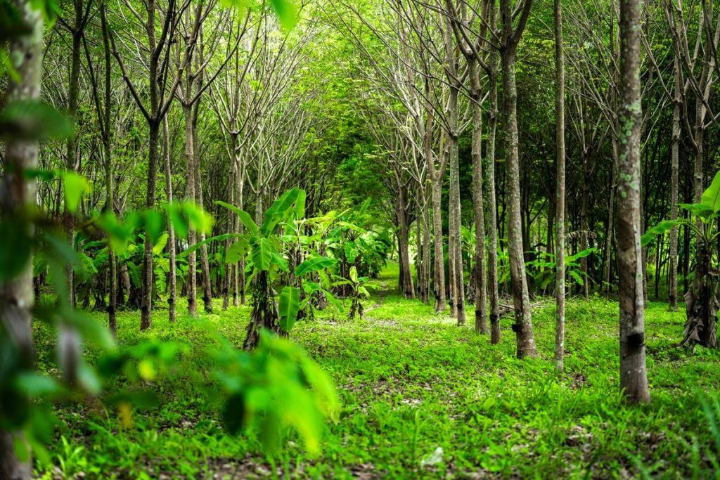 Natural rubber tree plantation forest