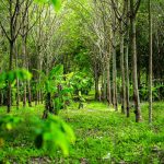 Natural rubber tree plantation forest