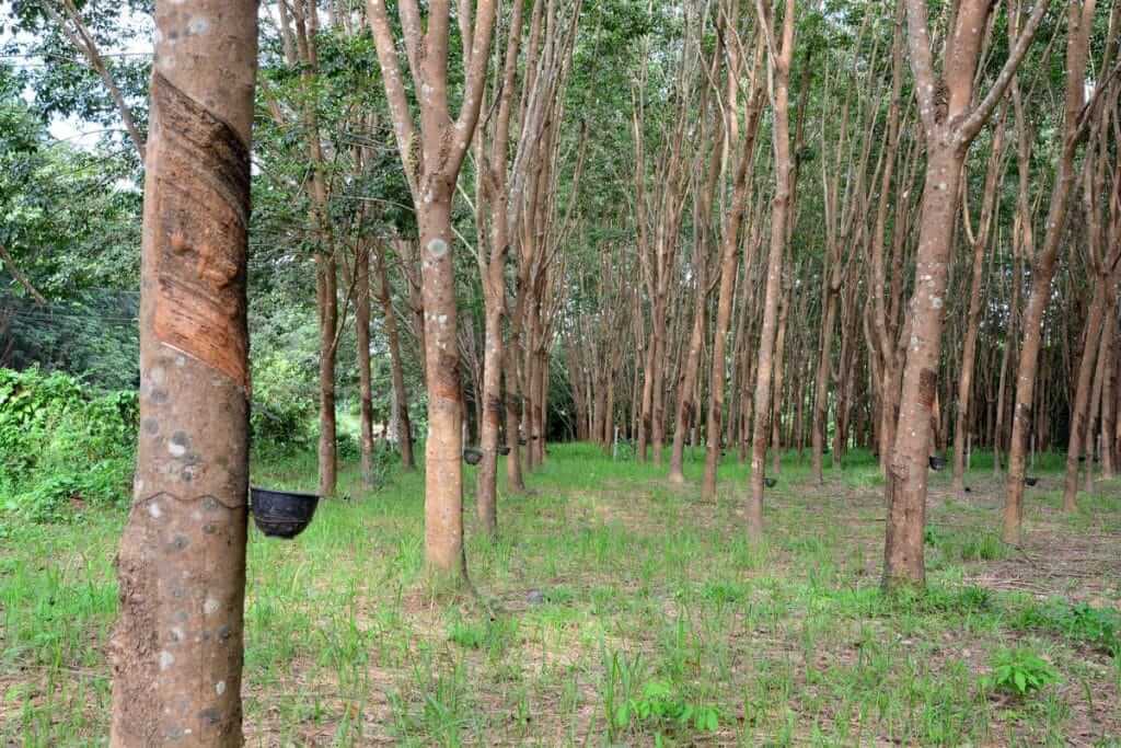 Rubberwood plays a sustainable role in the furniture industry: Rows of rubber trees in plantations undergo the process of rubber tapping.