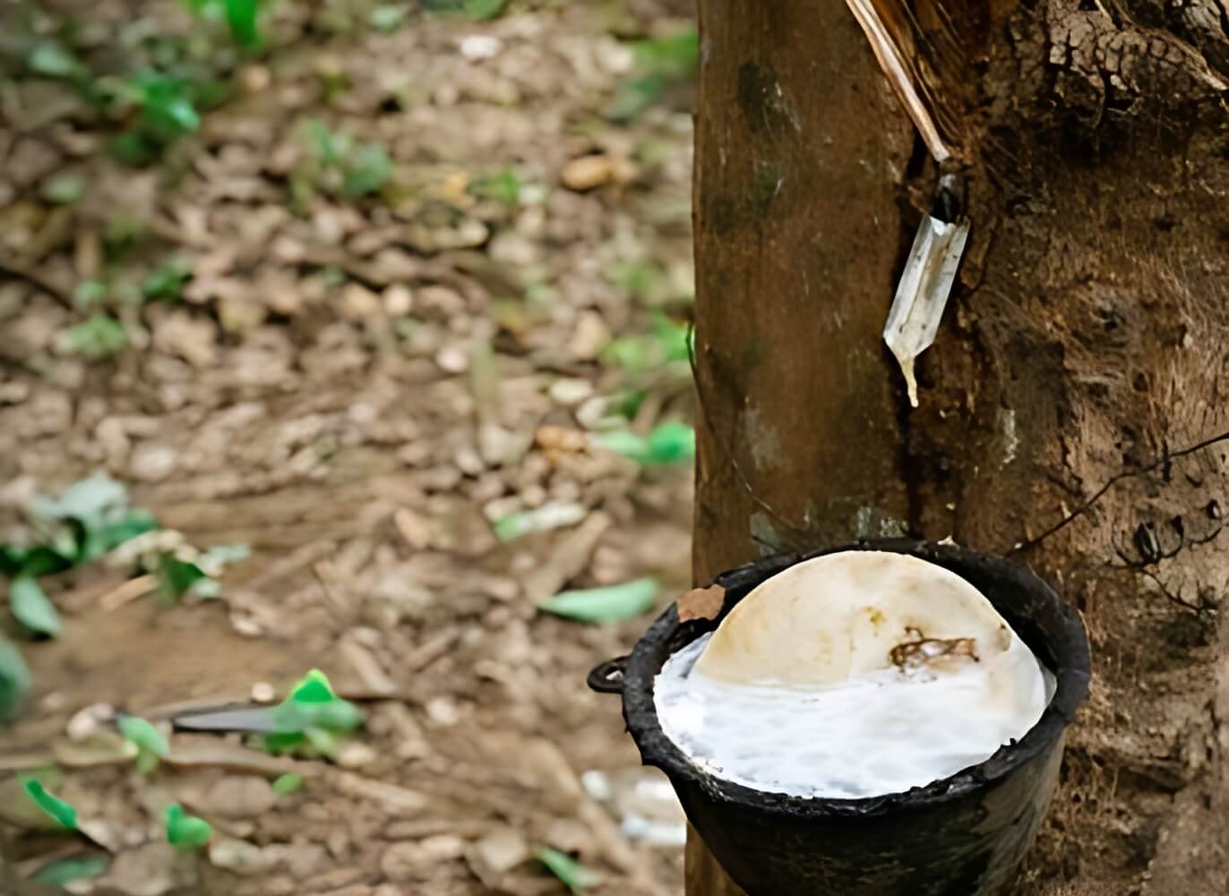 Hevea Solid Panels from Rubber Trees that no longer produce rubber.