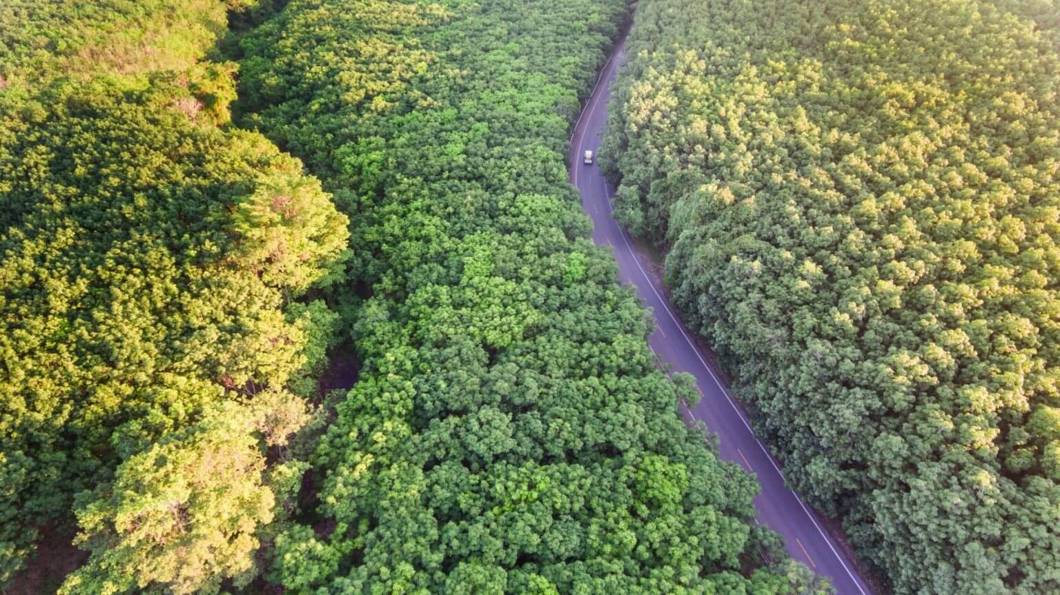 Aerial view of a winding road through a rubber tree plantation for wood construction.