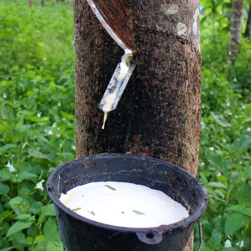 Rubber Tree Rainforest Alliance 