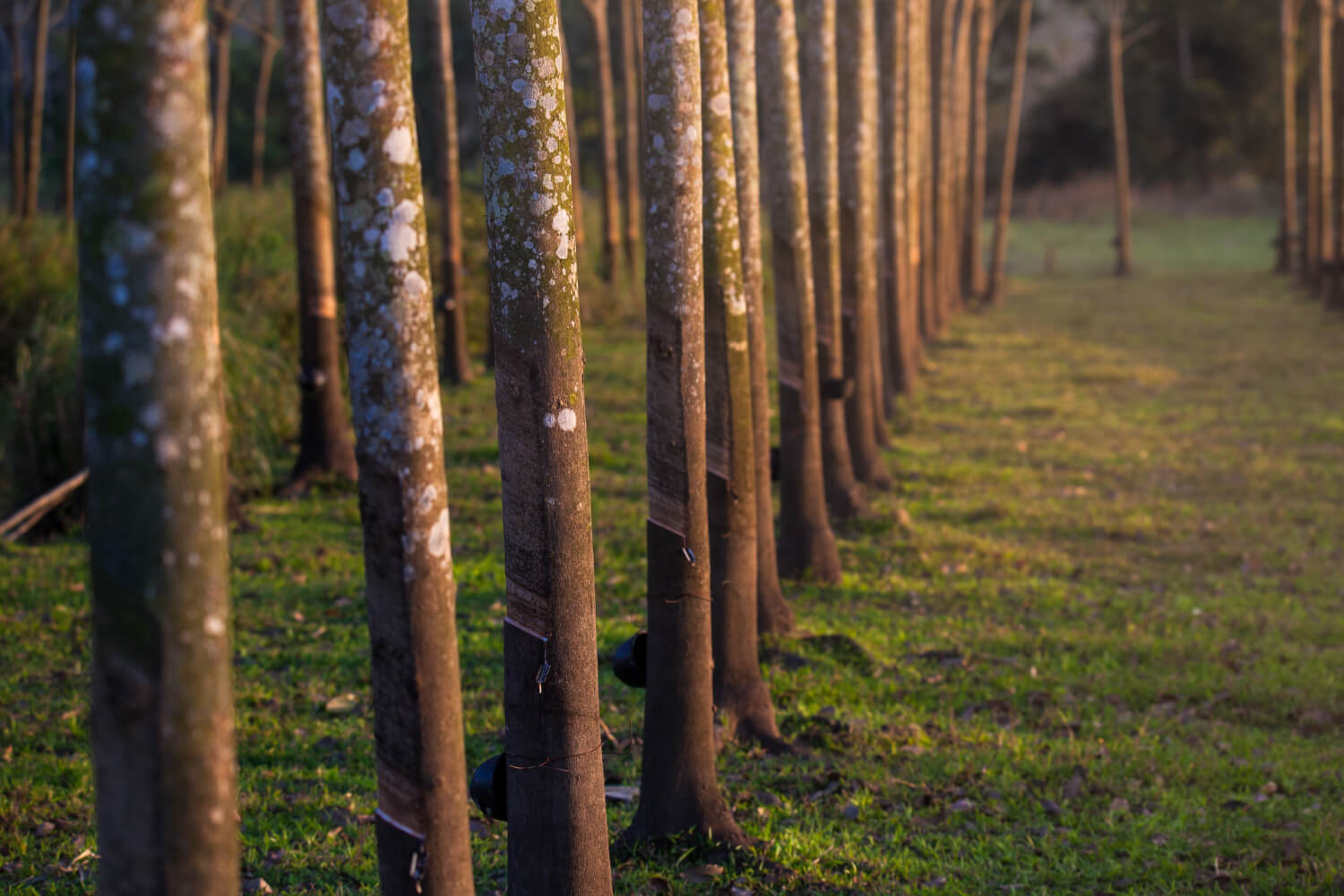 Photo rubber plantation